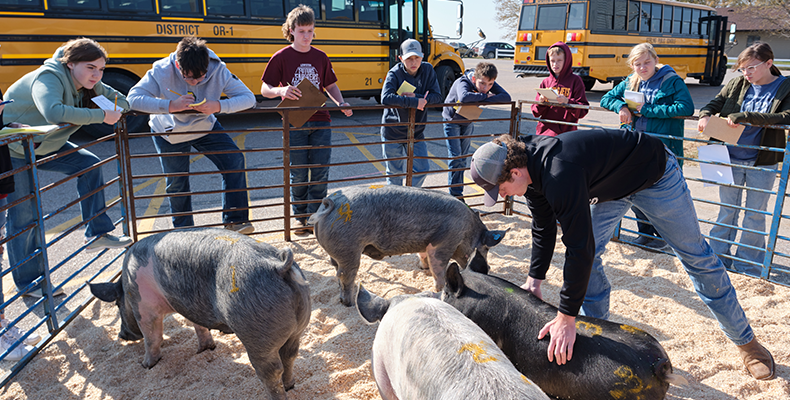 Ag Club with hogs